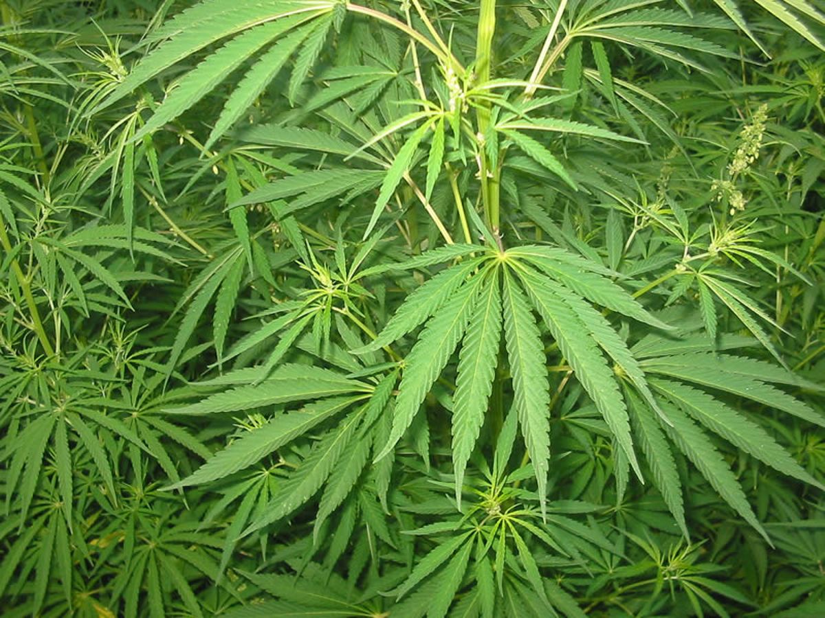 58-Year-Old Man Tells Eldoret Court He Grew Cannabis to Make a Living