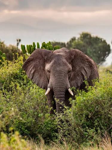 Makueni: Elephant attack leaves man seriously injured in Kibwezi East